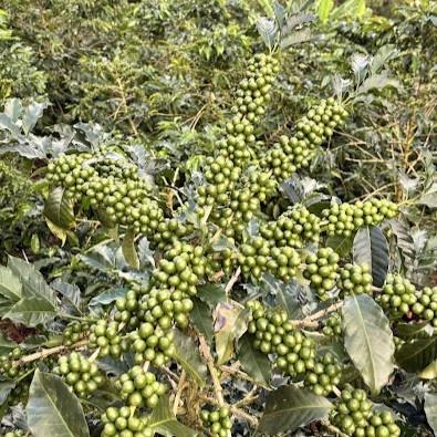 Dusky Starfrontlet Mandela - Specialty Coffee